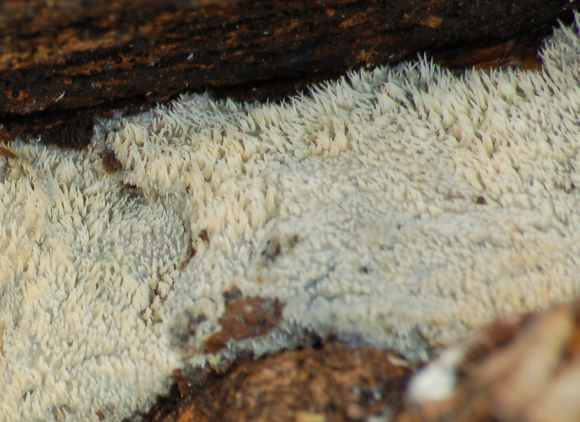 cose strane da determinare(funghi) (Radulomyces molaris)